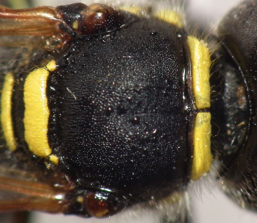 Crabronidae: Ectemnius lapidarius